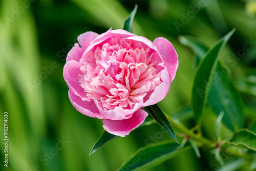 A pink flower with green leaves