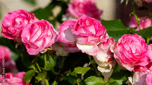 Pink roses with white centers