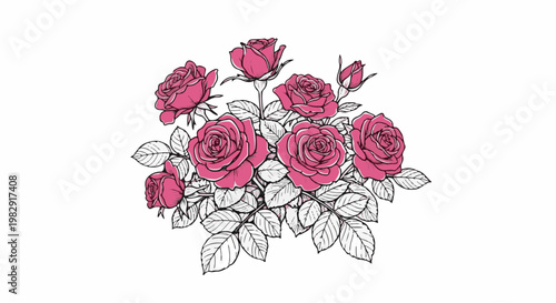 Pink roses illustration with detailed leaves and buds