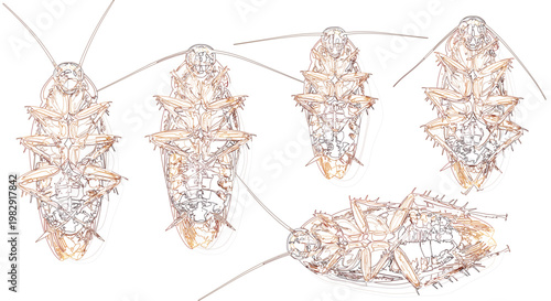 Detailed cockroach insect ventral view vector set in scientific sketch style for pest control and biology education