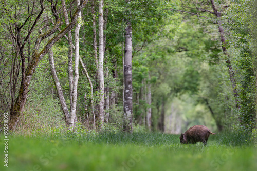 Male Wild boar eating while walking and wagging his tail in a forest alley at the end of the day. Sus scrofa, Sologne, Loiret 45, région Centre Val de Loire, France, European Union, Europe