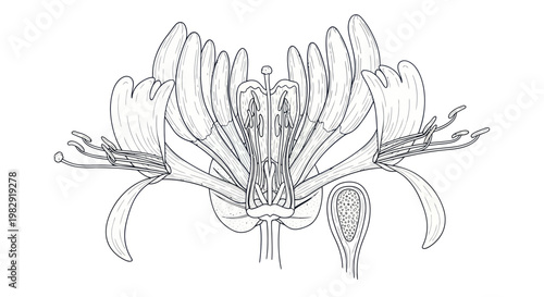 Foto Detailed botanical illustration of a flower's cross-section, showing reproductiv
