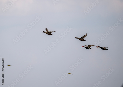 Bild auf Leinwand Wild ducks on lakes in the spring steppe in Kalmykia