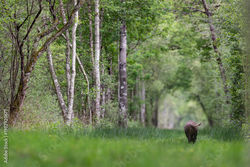 Male Wild boar eating while walking and wagging his tail in a forest alley at the end of the day. Sus scrofa, Sologne, Loiret 45, région Centre Val de Loire, France, European Union, Europe