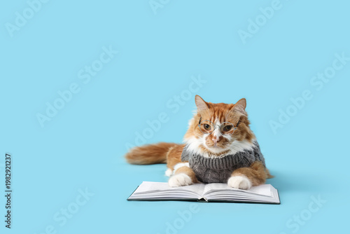 Cute cat in sweater with ey...