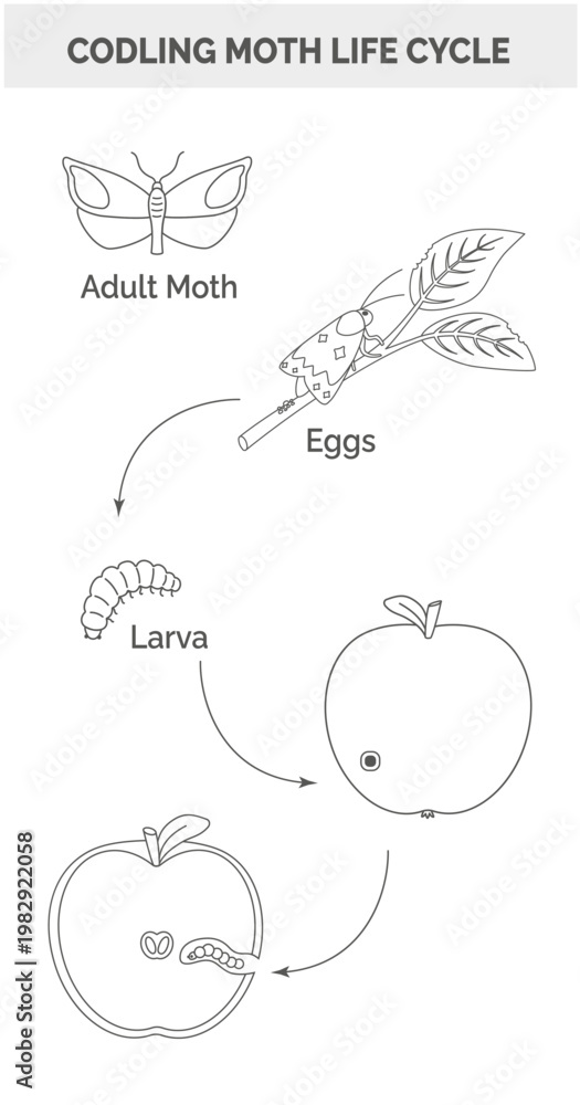 Fototapeta premium Codling moth life cycle outline infographic with eggs, larva and apple damage vector illustration