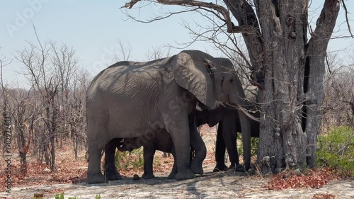 African bush elephant (Loxodonta africana) Baby looking for a chance to suckle milk under its mother's belly in Moremi Game Reserve, Botswana.