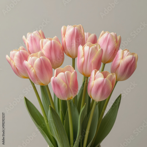 Pink Tulips in Soft Studio Lighting Against Neutral Background