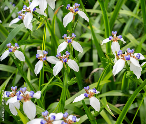 Close-up of Brazilian Iris Flower