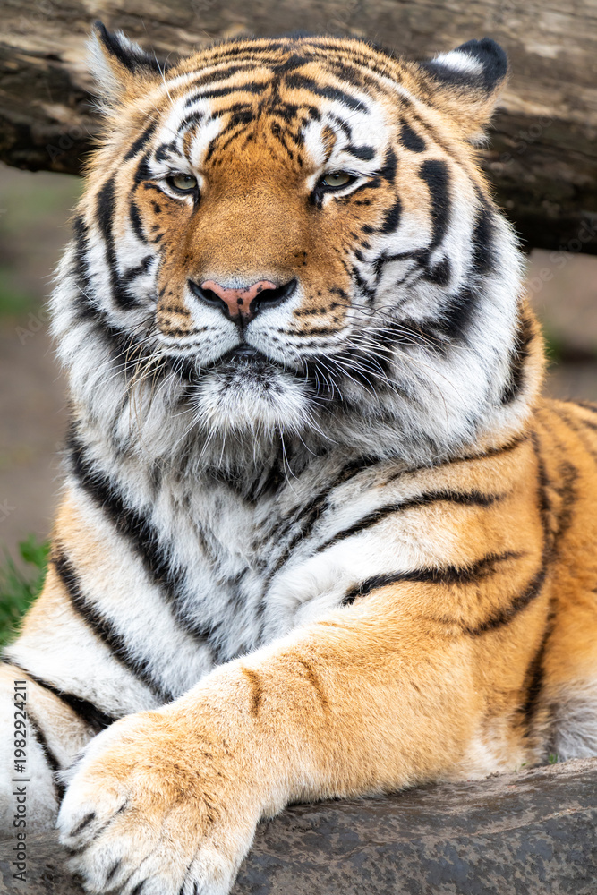Obraz premium Tiger