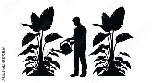 A silhouette of a gardener watering large tropical plants with a watering can