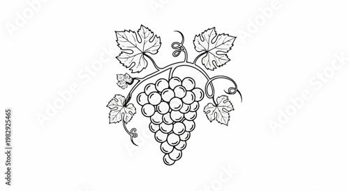A monochrome sketch of a grape cluster with surrounding leaves and tendrils