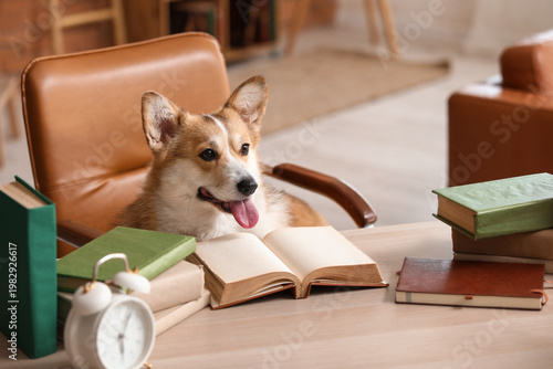 Cute Corgi dog with books a...