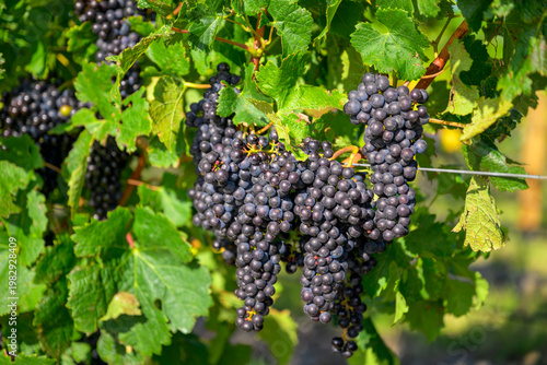 Ripening red grapes hanging on vine in vineyard