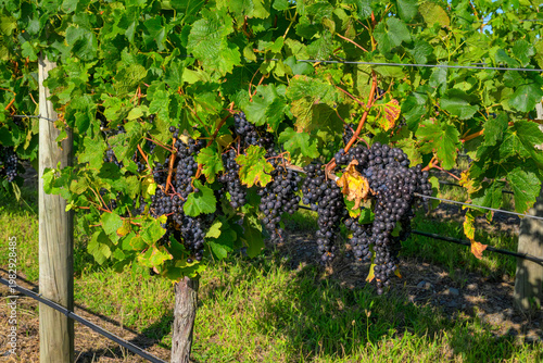 Ripening red grapes hanging on vine in vineyard