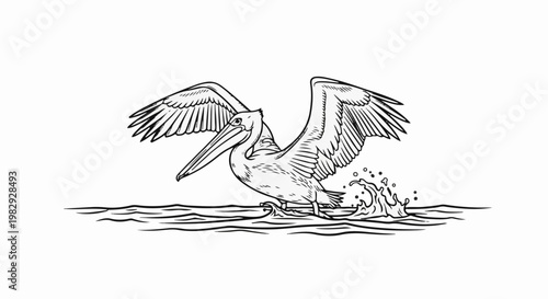 Line drawing of a pelican taking flight from the water