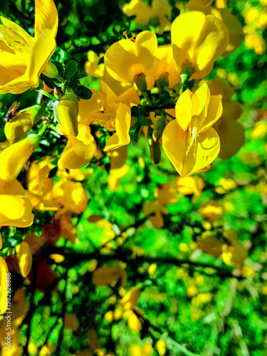 Close up of caragana arborescens Siberian pea-tree flowers.