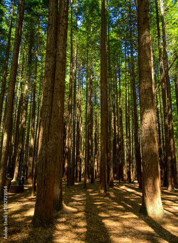 Towering redwood trees in Rotorua forest, New Zealand