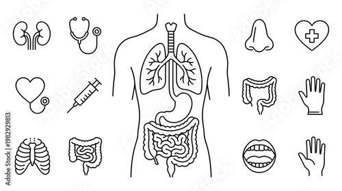 Detailed human anatomy illustration organs skeletal system and internal structures overview