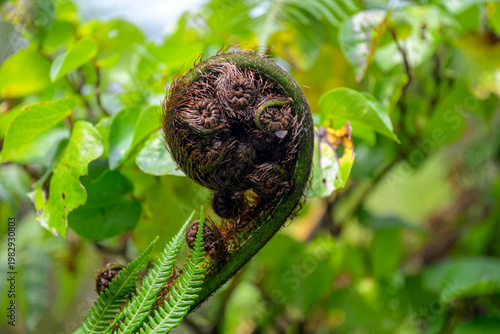 Unfurling fiddlehead fern frond symbolizing new life