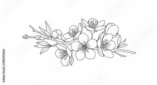 Delicate sketch of blooming cherry blossoms with buds on a branch