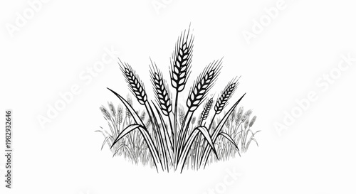 Black and white illustration of ripened wheat stalks with leaves