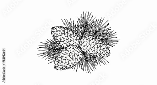 Black and white illustration of pine cones nestled among evergreen needles