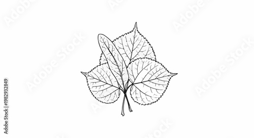 Black and white line drawing of three overlapping heart-shaped leaves with visible veins