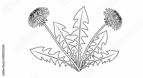 Stylized line art of two dandelions with serrated leaves