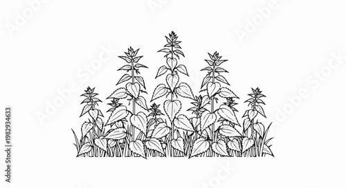 Sketch of wild plants growing in a field