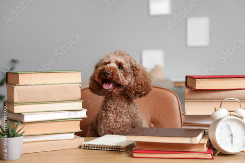 Cute Toy Poodle dog sitting...