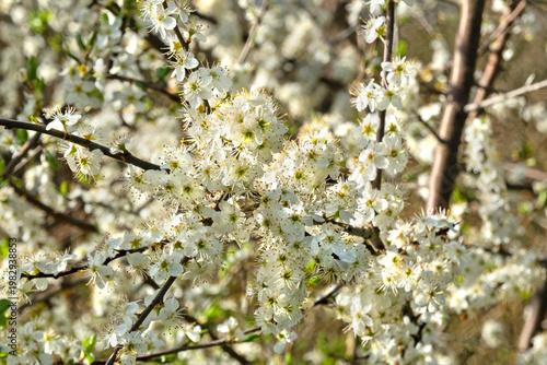 Blooming Blackthorn shrub in spring, lots of small white flowers