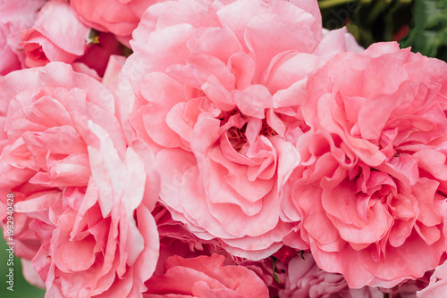 Tender orange roses background. Closeup macro of summer flower. Selective focus.