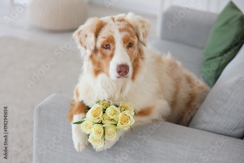 Australian Shepherd dog wit...
