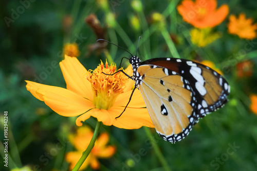 butterfly on a flower