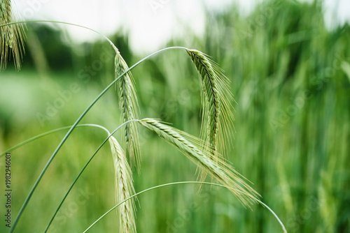 Macro close up of fresh young ears of young green wheat in spring summer field.