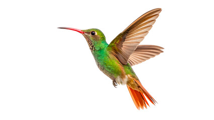 Colorful hummingbird flies near plants isolated on transparent background	