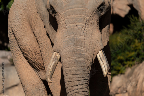 Majestic elephant portrait with sunlit tusks and wrinkles