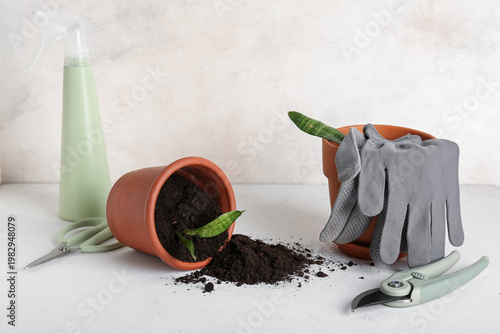 Flower pots with soil, plan...