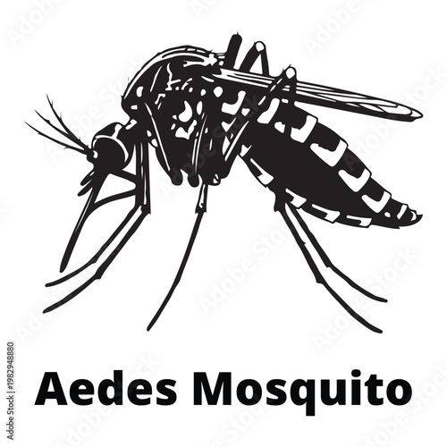 Detailed black and white engraving illustration of an Aedes mosquito isolated for health and pest control awareness.