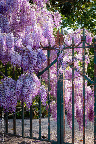 Wisteria in bloom