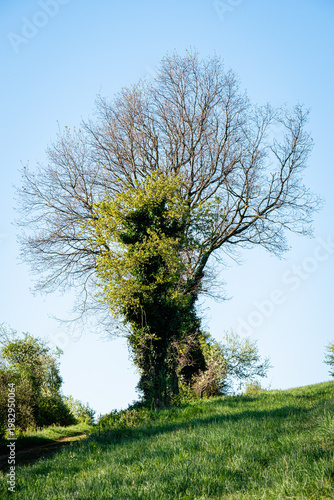 Tree and ivy