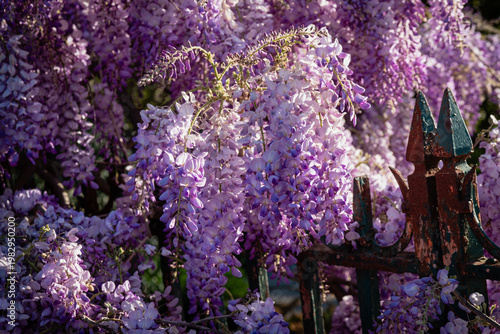 Wisteria in bloom