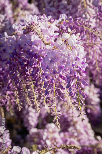 Wisteria in bloom