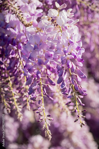 Wisteria in bloom