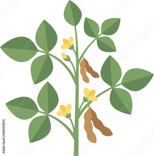 Plant with leaves yellow flowers and pods.