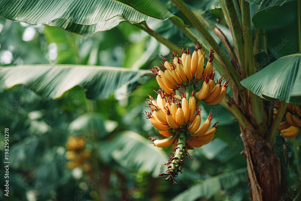 Obraz premium Bunch of ripe yellow bananas hanging on a banana tree in a tropical garden