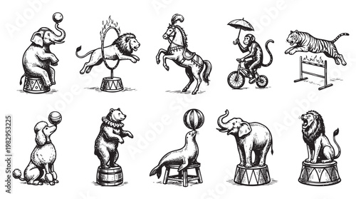 A collection of vintage circus animals performing various tricks, including elephants balancing balls, a lion jumping through a hoop, and a monkey riding a bicycle, rendered in a detailed engraving.