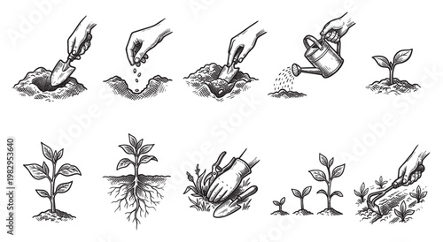 This hand drawn illustration depicts the stages of planting and growing plants from seed to a mature plant, showing tools and different growth phases in a sketched style.