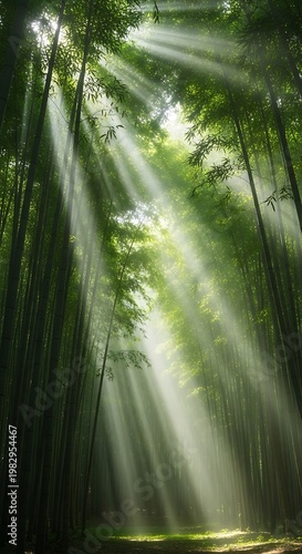 Sunlight beams through lush green bamboo forest creating a serene and tranquil atmosphere